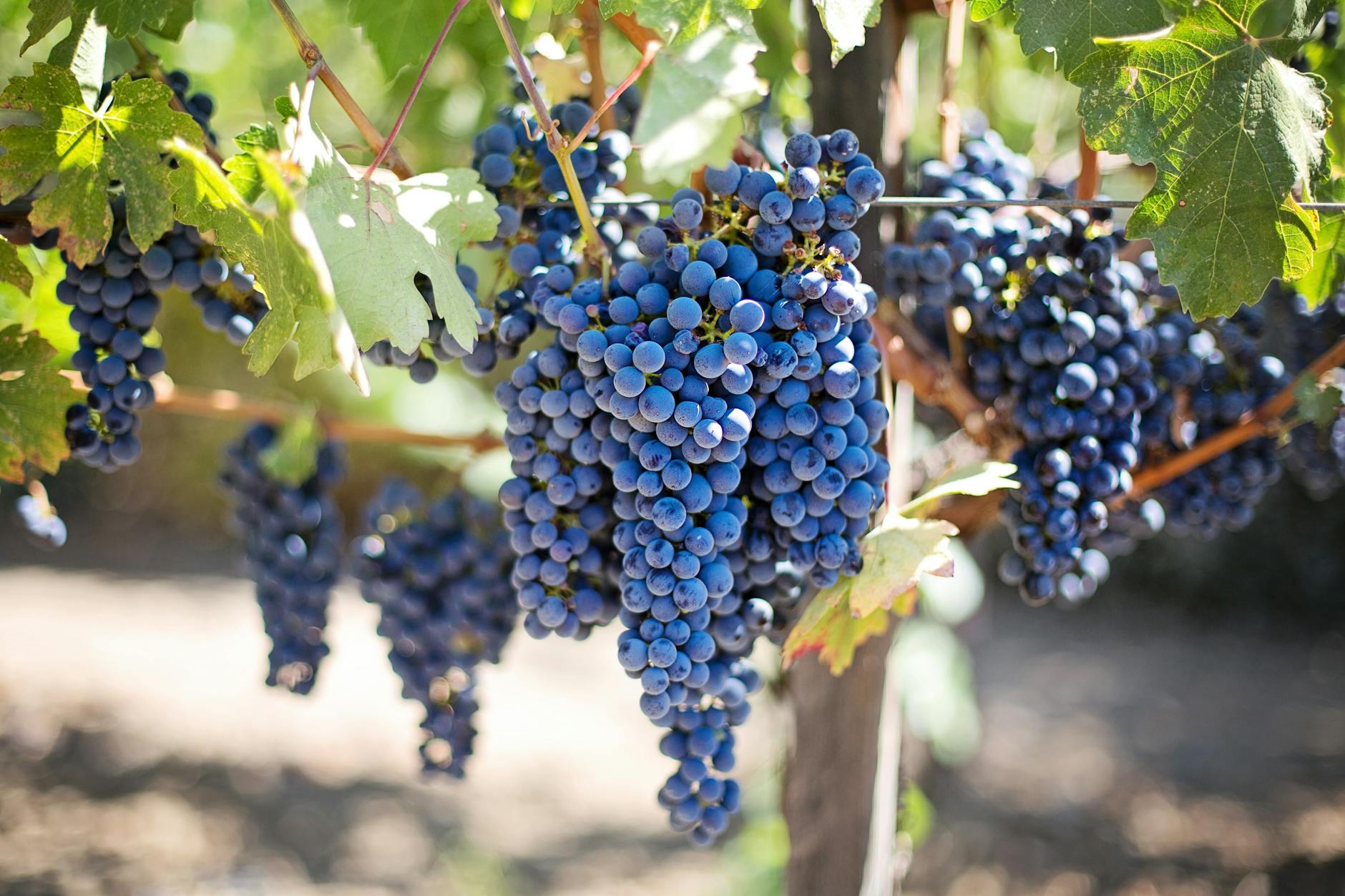 Ceja Vineyards
