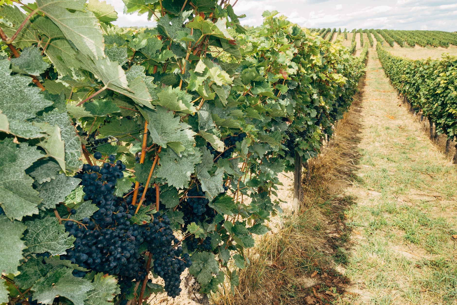 Barlow Vineyards