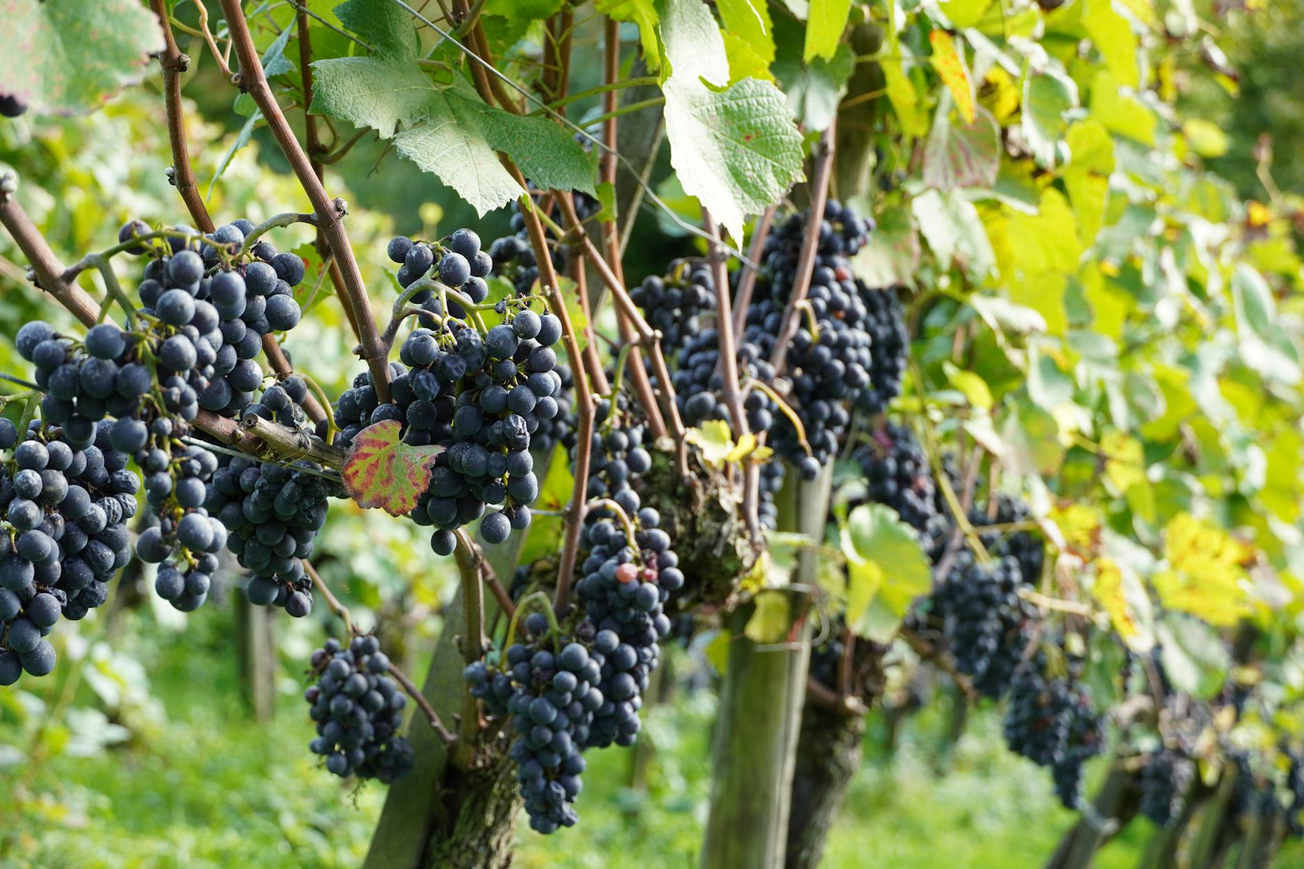 Beau Vigne