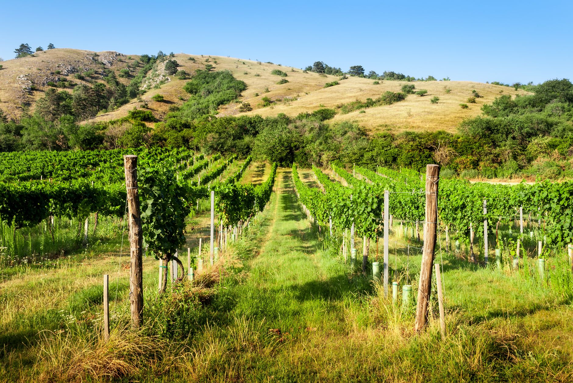 Beaulieu Vineyard