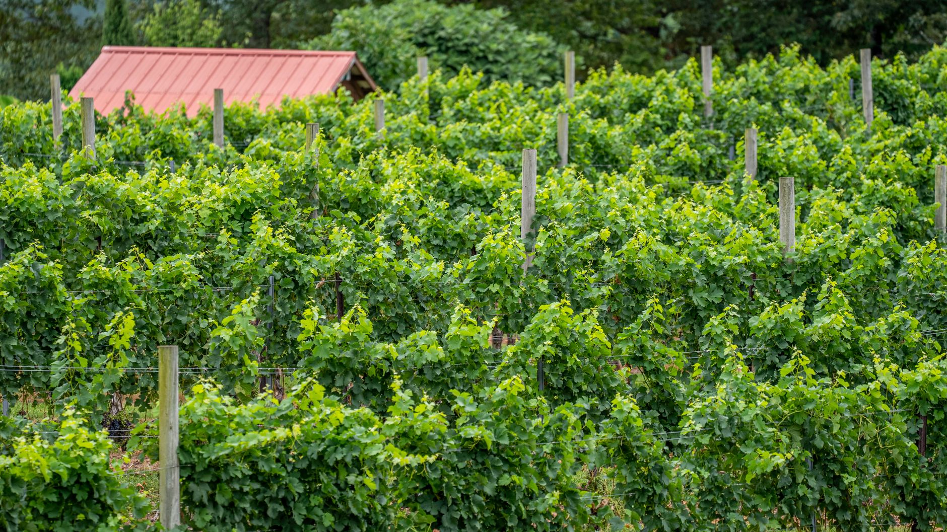 Benessere Vineyards