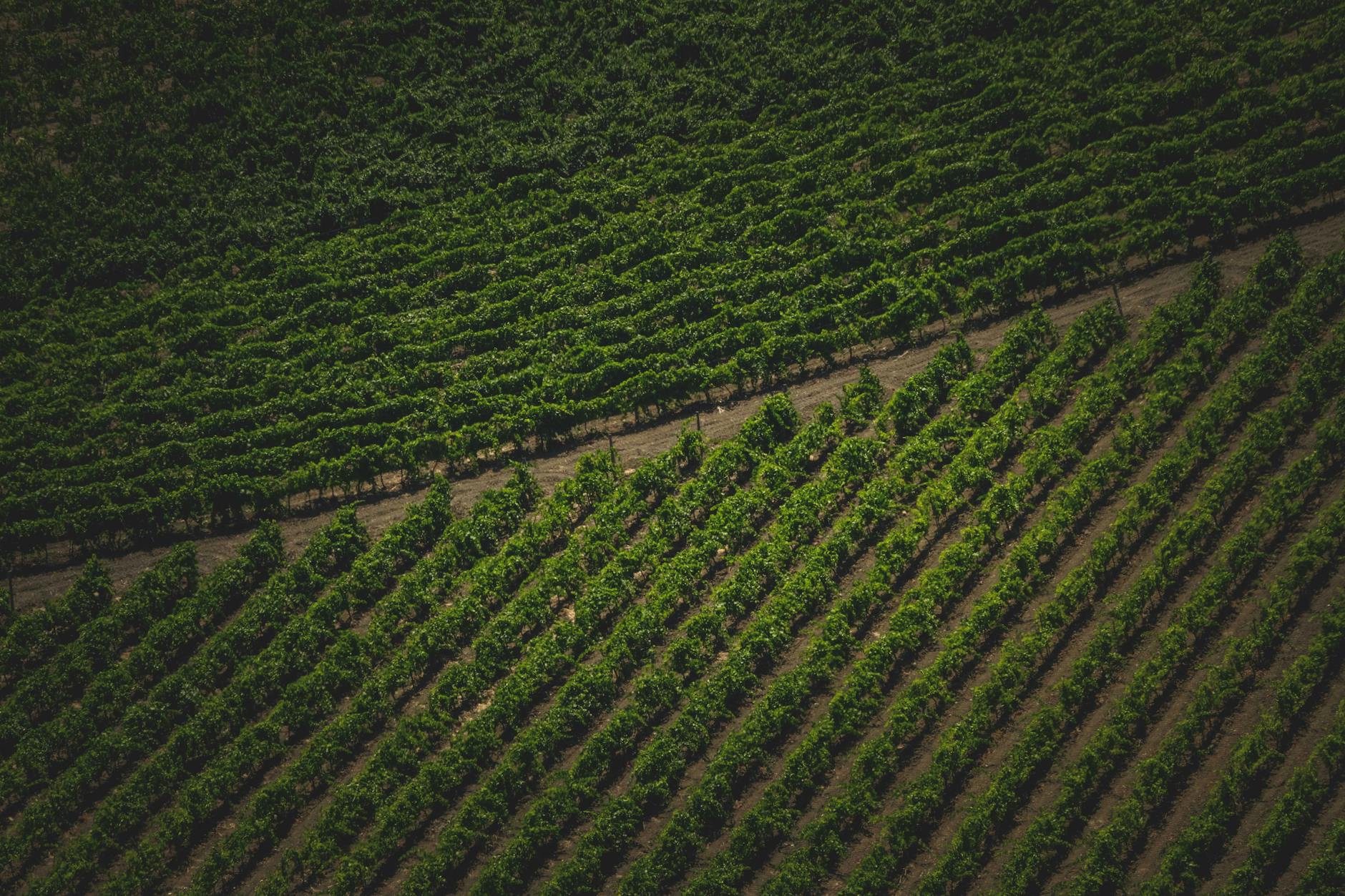 Lewelling Vineyards