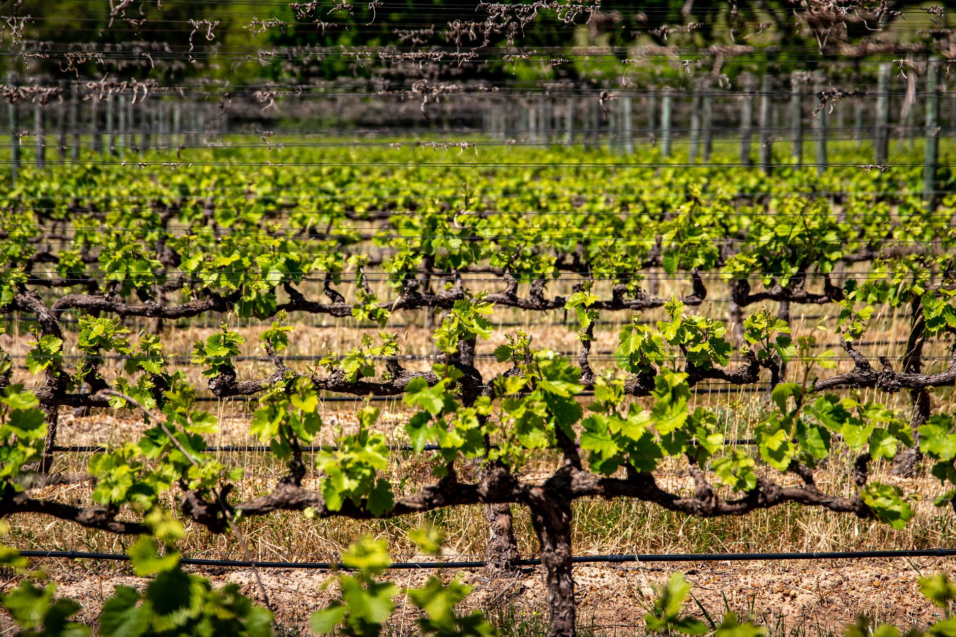 Trinchero Napa Valley